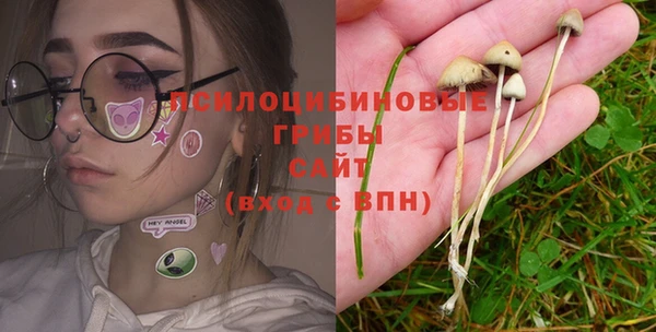 сатива Баксан